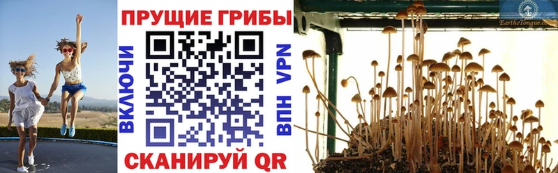 купить  цена  блэк спрут вход  Галлюциногенные грибы мицелий  Устюжна 